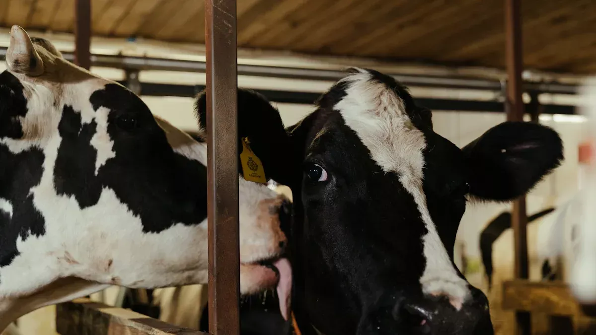 What are the three stages of milk production?